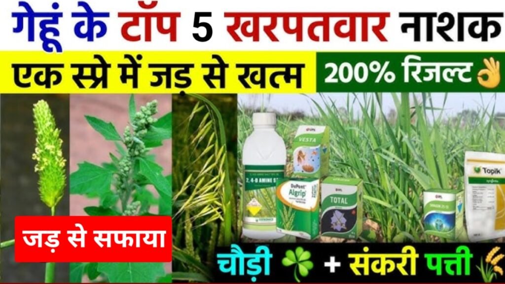 Gheun Mein Kharpatwar Nasak