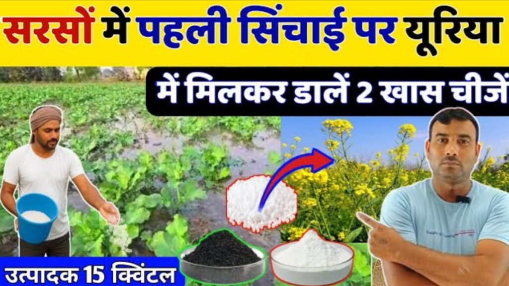 Sarso Ki Fasal Me Kya Dale